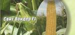 Фото №2 Семена сахарной кукурузы Свит Вондер F1 Agri Saaten GmbH