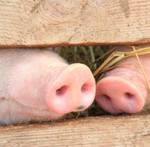 фото Комбикорма для свиней