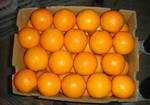 Фото №2 Фрукты Апельсины Валенсия Египет только оптом