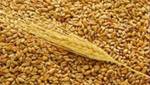 Фото №2 Пшеница, ячмень, отруби, дробленка