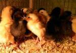 Фото №2 ПК-2 для цыплят, утят и гусят от 1-7 недель