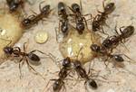фото Уничтожение муравьев, средство от муравьев