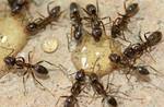 Фото №2 Уничтожение муравьев, средство от муравьев