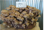 Фото №2 Зерновой мицелий гриба шиитаки