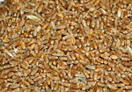 фото Пшеница 5 класса в Сухум, Абхазия