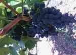 фото Винный виноград