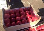 фото Деревянные ящики для яблок в Крыму от производителя