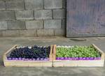 фото Деревянные ящики для винограда в Крыму от производителя