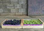 Фото №2 Деревянные ящики для винограда в Крыму от производителя