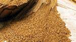 фото Cемена озимой пшеницы