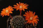 Фото №2 Кактусы, сеянцы кактусов, укорененные детки