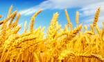 фото Семена пшеницы яровой