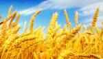 Фото №2 Семена пшеницы яровой