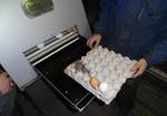 Фото №2 Яйцемоечная машина для мойки товарного яйца