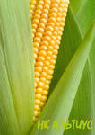 Фото №2 Семена кукурузы "Сингента" Альтиус (ФАО 330)