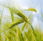 Фото №2 Реализация пшеницы 3 класса