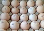 Фото №2 Инкубационное яйцо бройлера