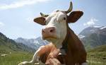 фото Продукты Провими Provimi для телят и коров