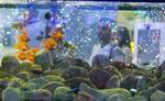 Фото №2 Готовый бизнес Автомат-аквариум Море Желаний