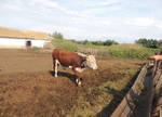 фото Герефорд бычки на откорм в Татарии