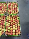 фото Продам яблоки