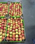 Фото №2 Продам яблоки