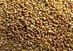 фото Люцерна Вега 87, семена люцерны, семена многолетних трав РС2