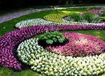 фото Клумбы, цветники, благоустройство, газон