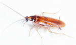 фото Уничтожение тараканов, средство от тараканов