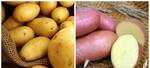 Фото №2 Картофель семенной, семена картофеля