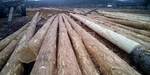 фото Опора деревянная лиственная 13 метров -Спец заказ !