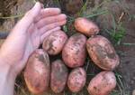 фото Продам семена картофеля