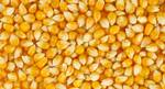 фото Кукурузное зерно для проращивания