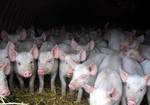 фото Комбикорма и концентраты Provimi Провими для свиней