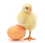 фото Домашнее куриной яйцо