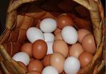 фото Продажа куриного яйца
