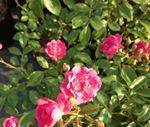 фото Почвопокровная роза "Lovely Fairy"