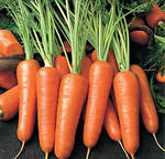 Фото №2 Морковь оптом