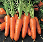 фото Морковь оптом.