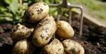 Фото №2 Семена картофеля: