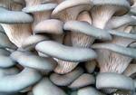 фото Свежие грибы Вешенка, фасовка 300 граммю