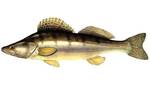 фото Судак, охлажденная рыба с Ладожского озера