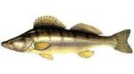 Фото №2 Судак, охлажденная рыба с Ладожского озера