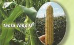 фото Семена сахарной кукурузы Тести Голд F1 Agri Saaten GmbH