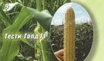 Фото №2 Семена сахарной кукурузы Тести Голд F1 Agri Saaten GmbH