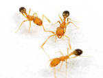 фото Выведение муравьев в квартире Новосибирск.