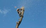 Фото №2 Спилить дерево в Краснодаре.
