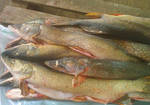 Фото №2 Свежемороженая рыба оптом