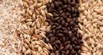 фото Семена оптом : горох,пшеница ,ячмень,овес