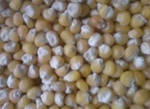 фото Продаю семена кукурузы РОСС-199 МВ РСт F1.2016 от 45руб/кг.